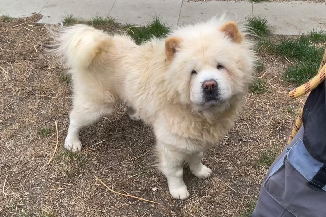 MUFASA