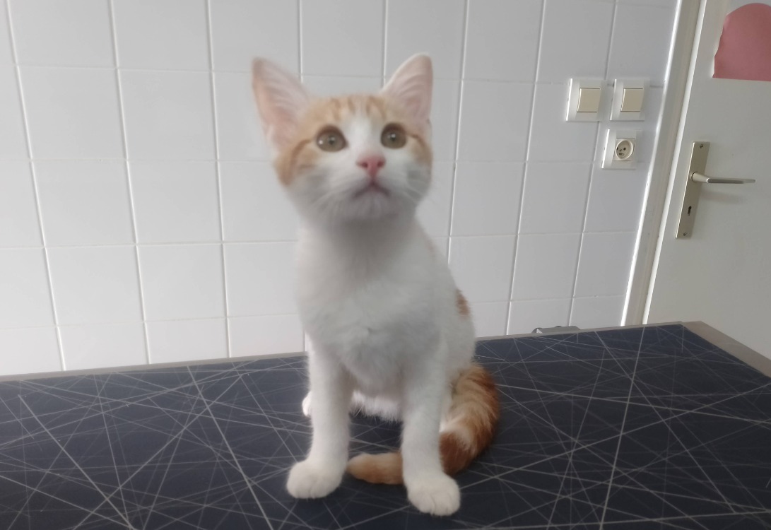 DOBY