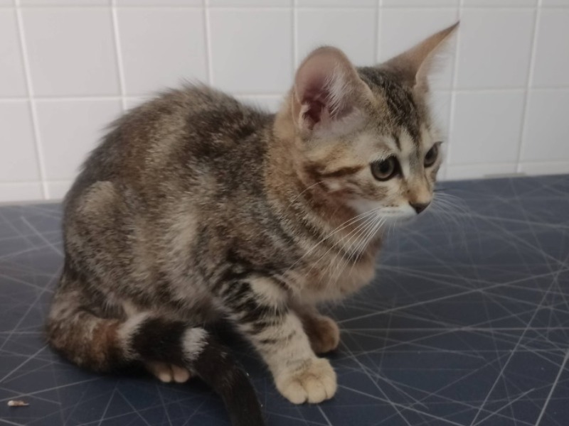 ASH (en cours d'adoption)