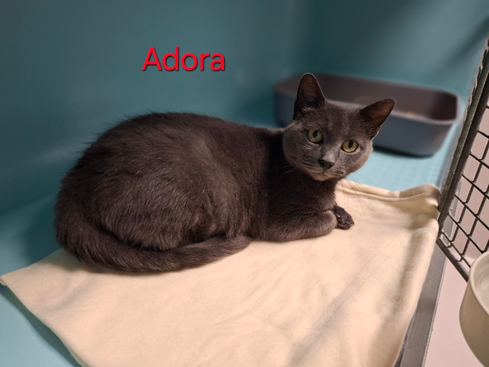 Adora