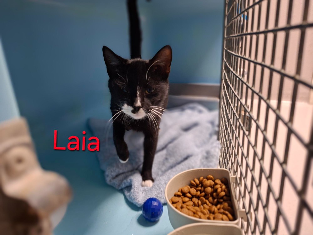 LAIA