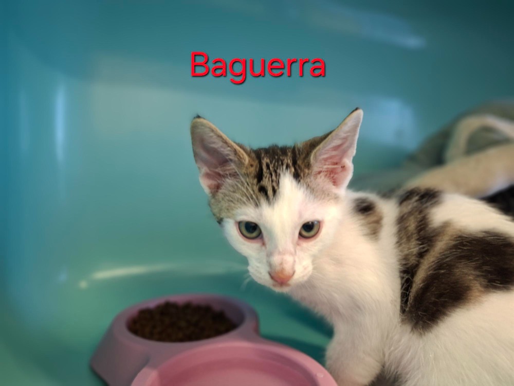 BAGUERRA