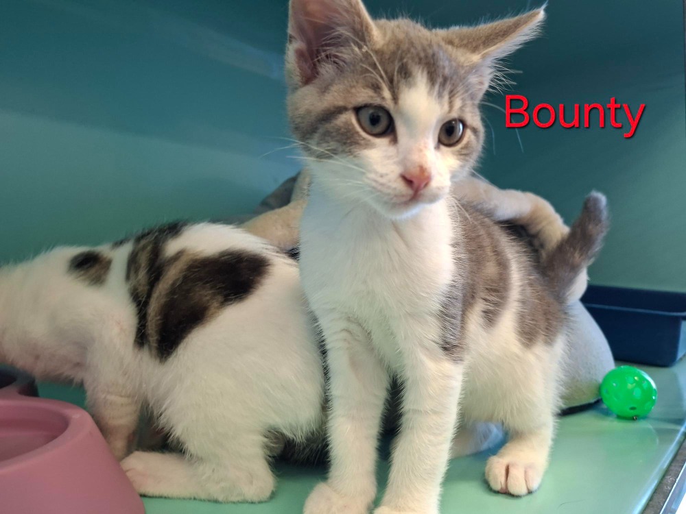 Bounty