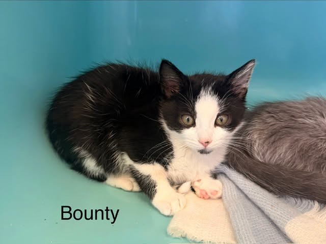 Bounty