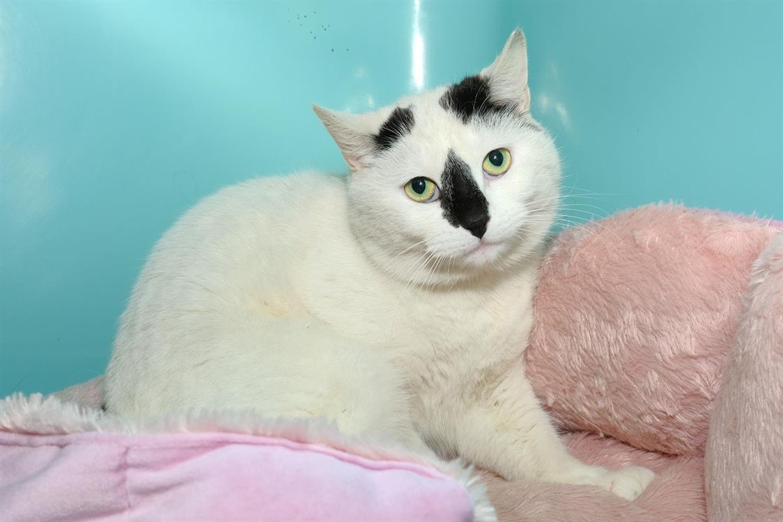 NALA A17026