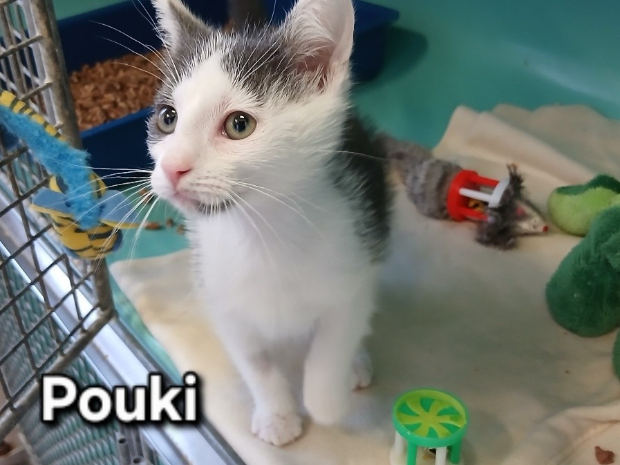 Pouki