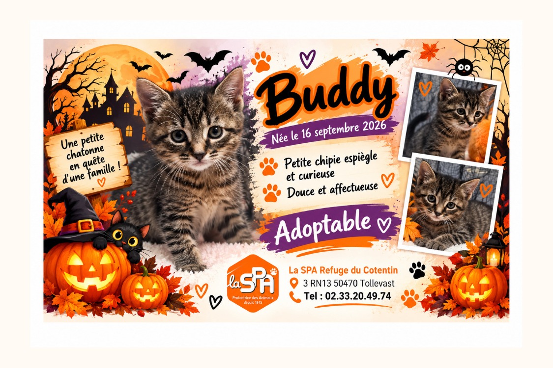 Brandy /Buddy (Réservée)
