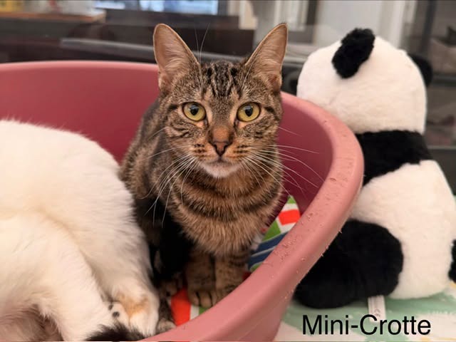 Mini crotte