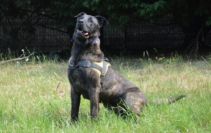 KARABASH CHAO