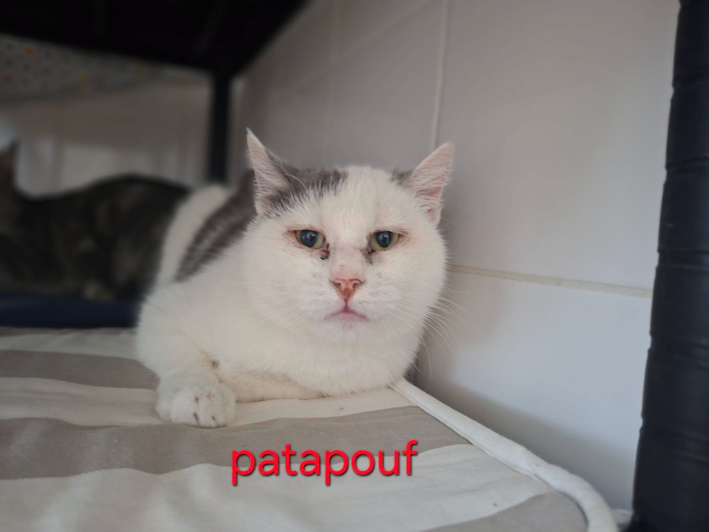 PATAPOUF