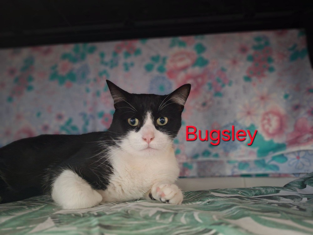 BUGSLEY
