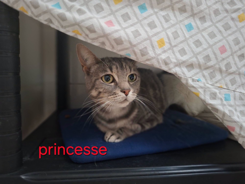 PRINCESSE