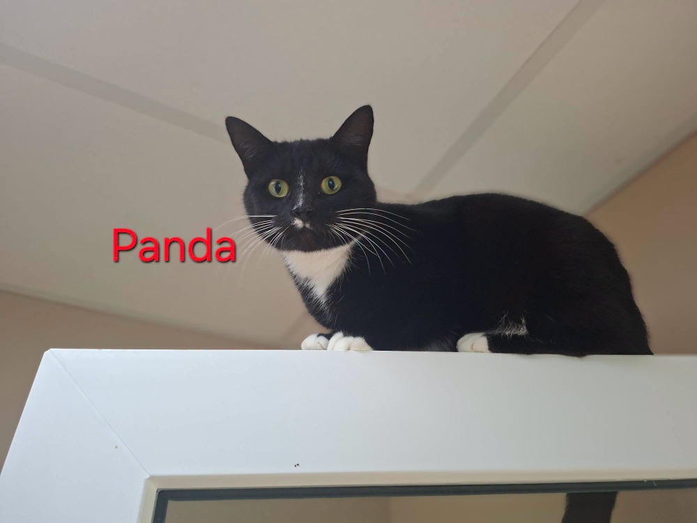 PANDA
