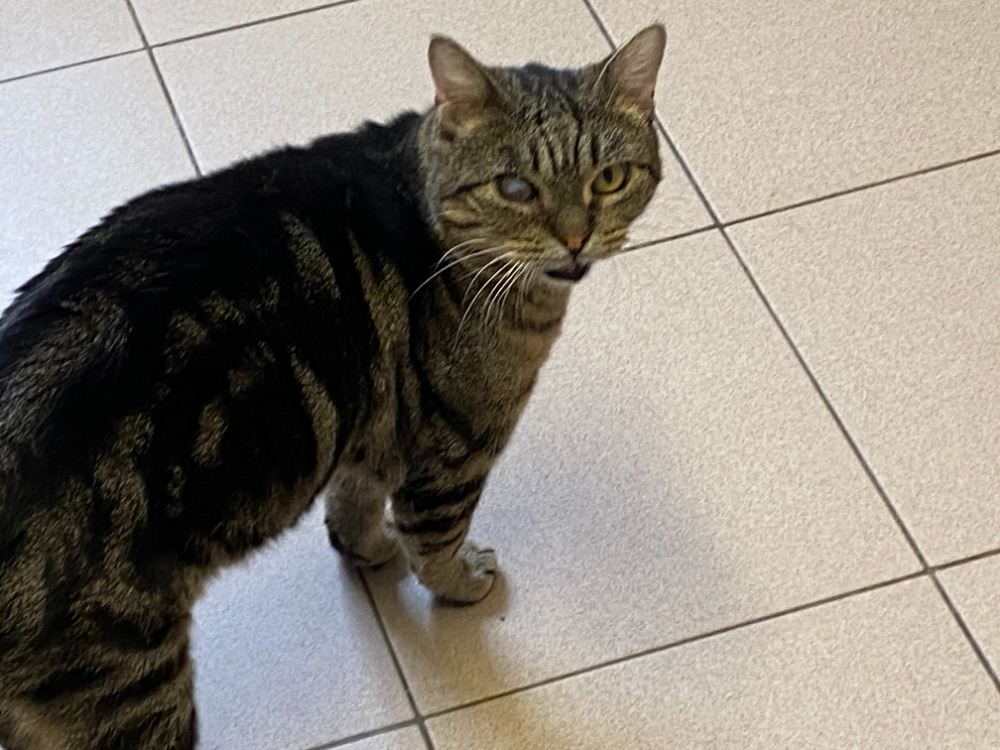 Mango [FIV+]