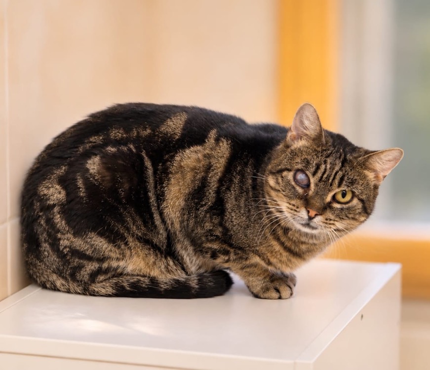 Mango [FIV+]