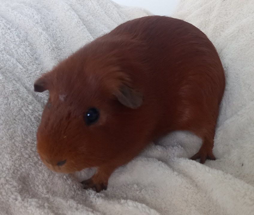CARAMEL