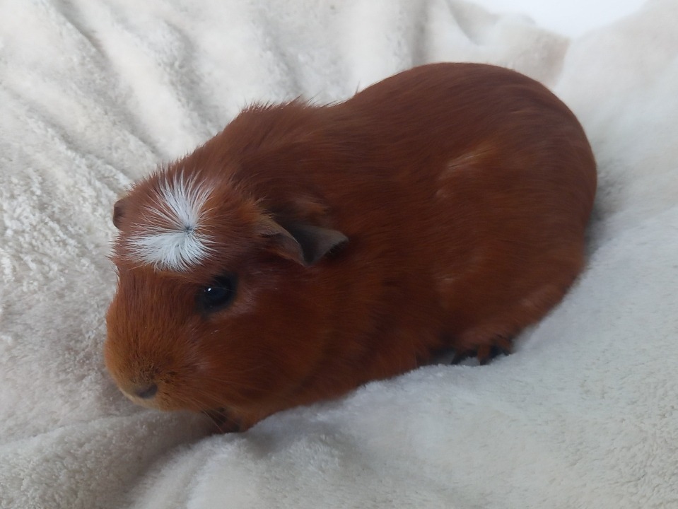 PIXELLE