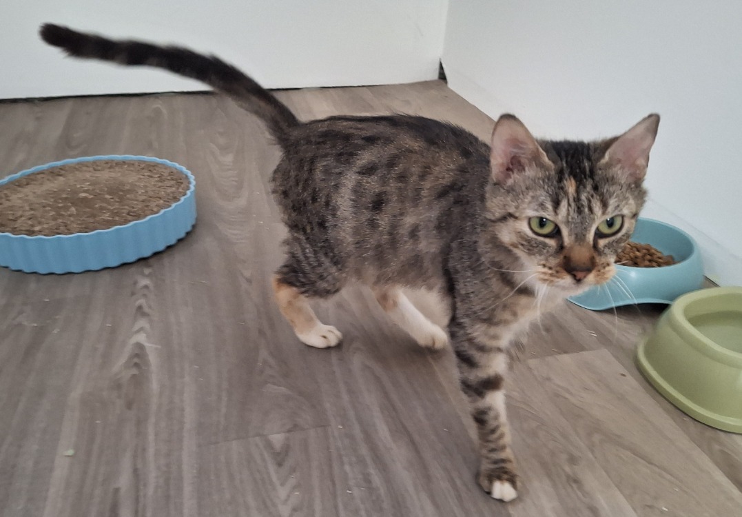 HENRIETTE