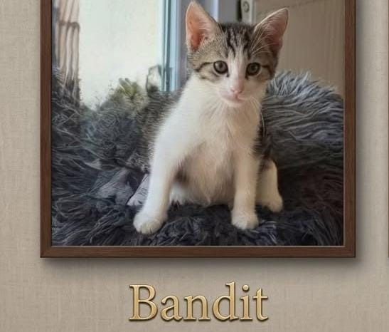 BANDIT