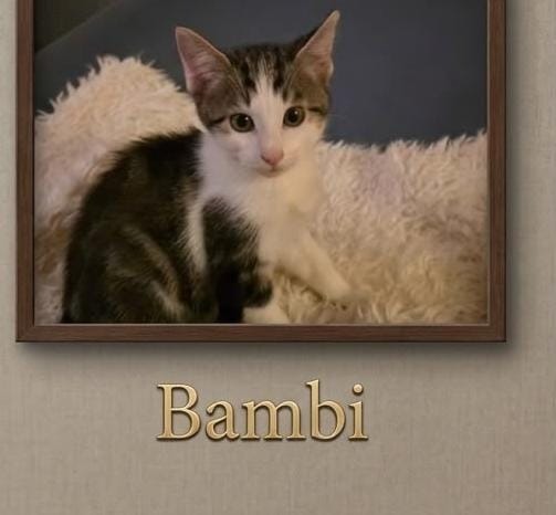 BAMBI