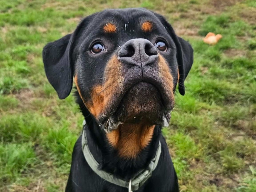 ATLAS