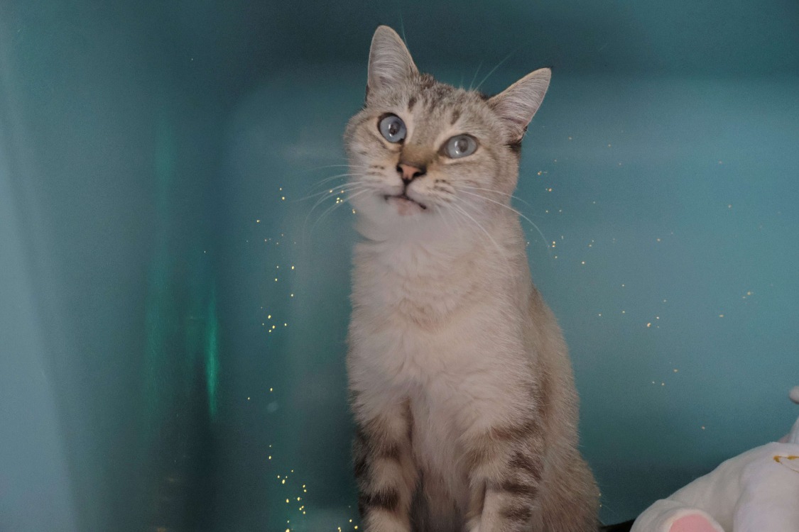 Rita (en cours d’adoption)