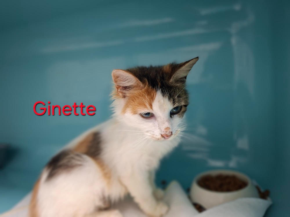 GINETTE