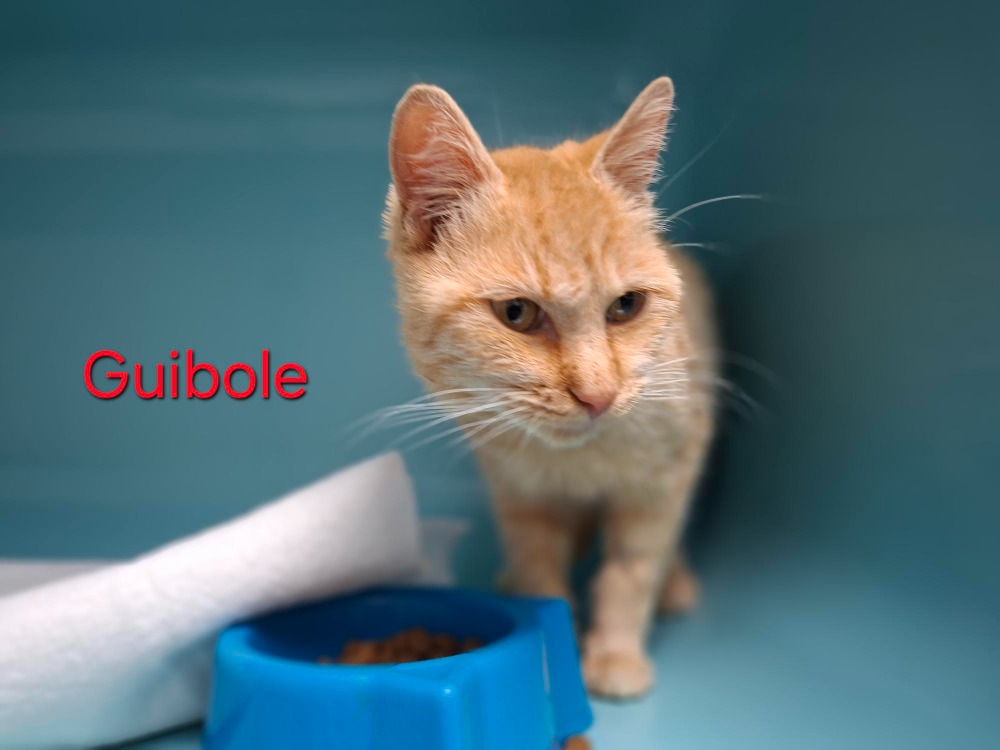 GUIBOLE