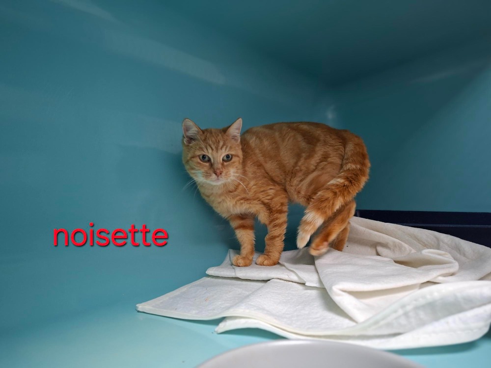 NOISETTE