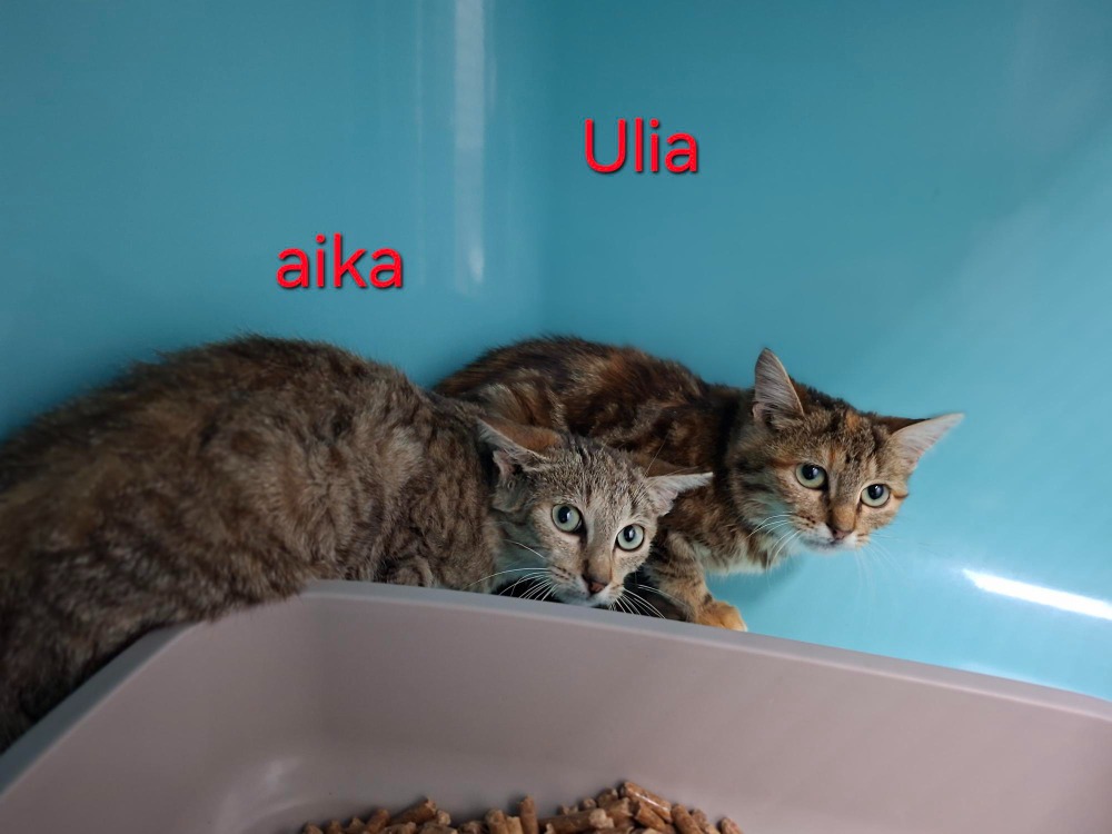 ULIA