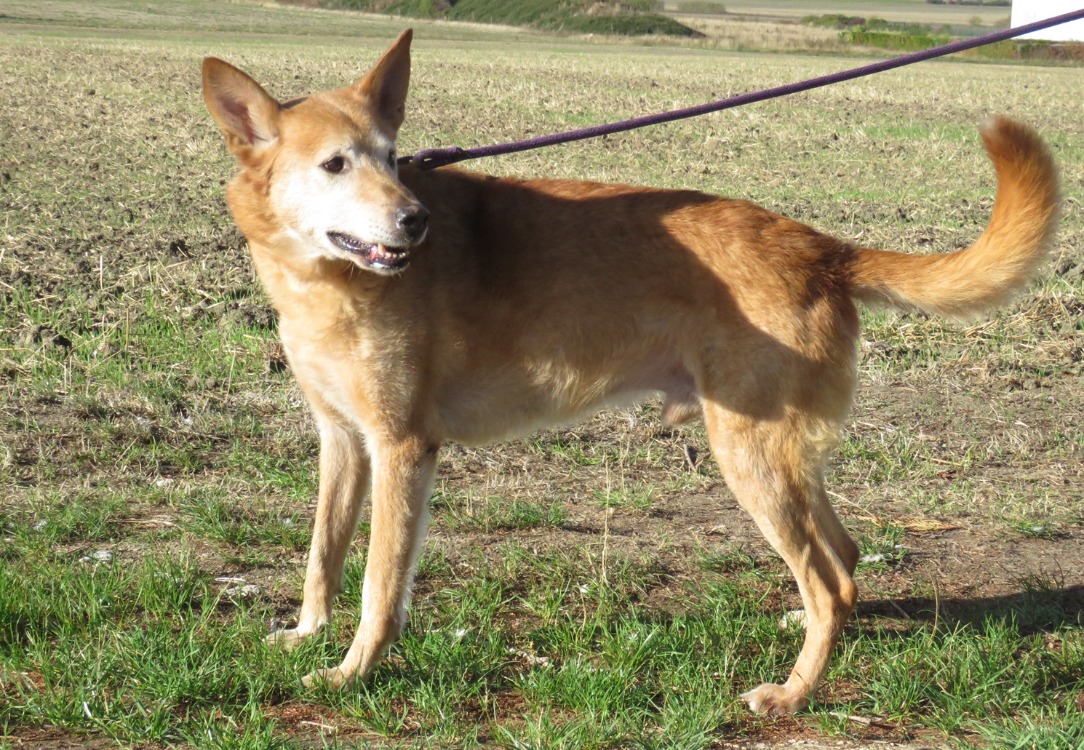 SCRAPPY