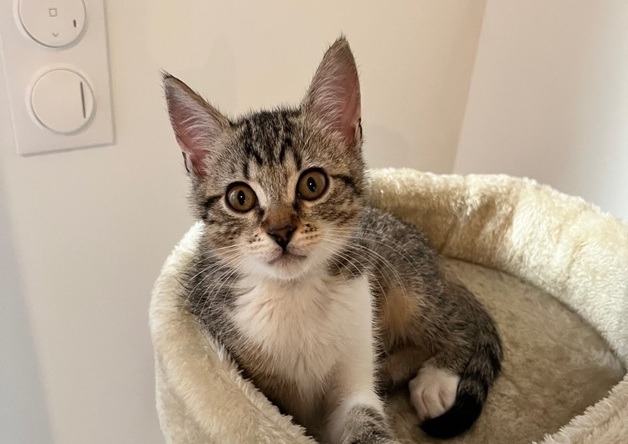 SUKI