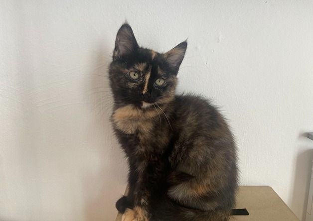 REGLISSE