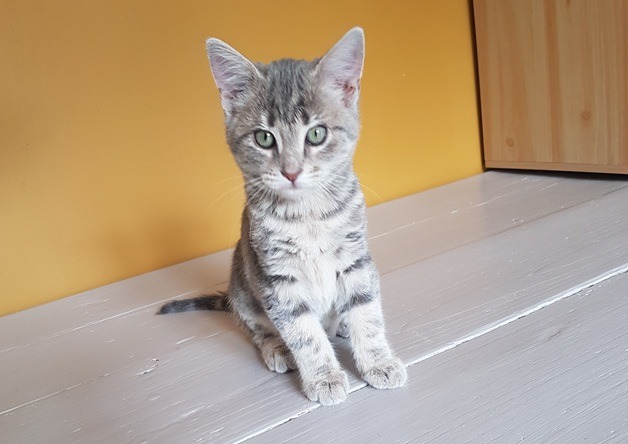 CIBOULETTE