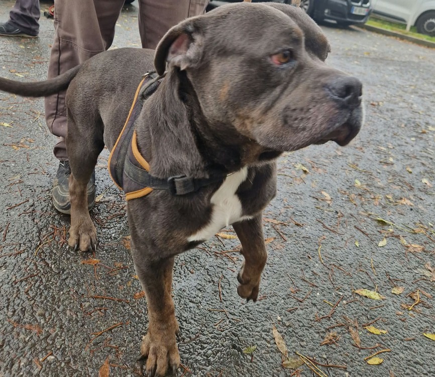 BOLO