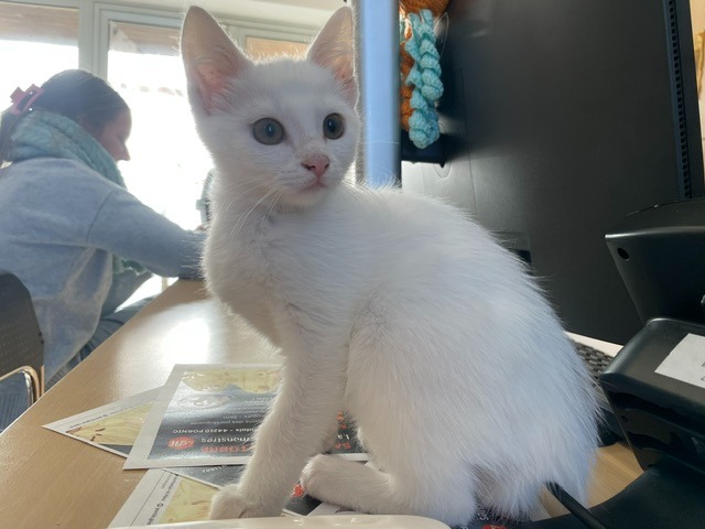 ZOE