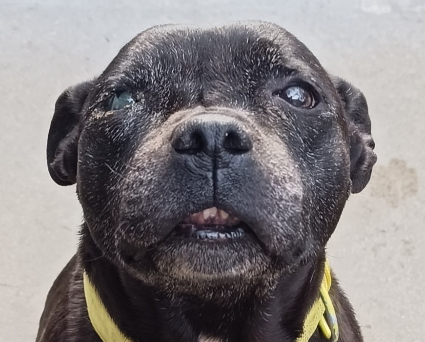 Maya