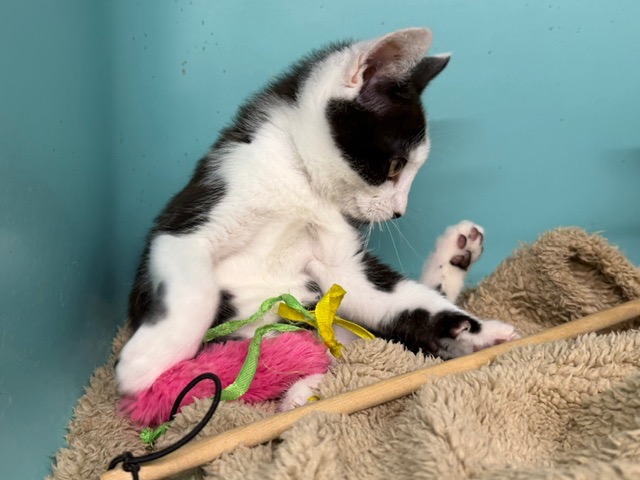 PEN (EN COURS D’ADOPTION)