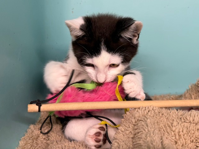 PEN (EN COURS D’ADOPTION)