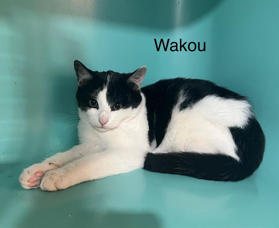 Wakou