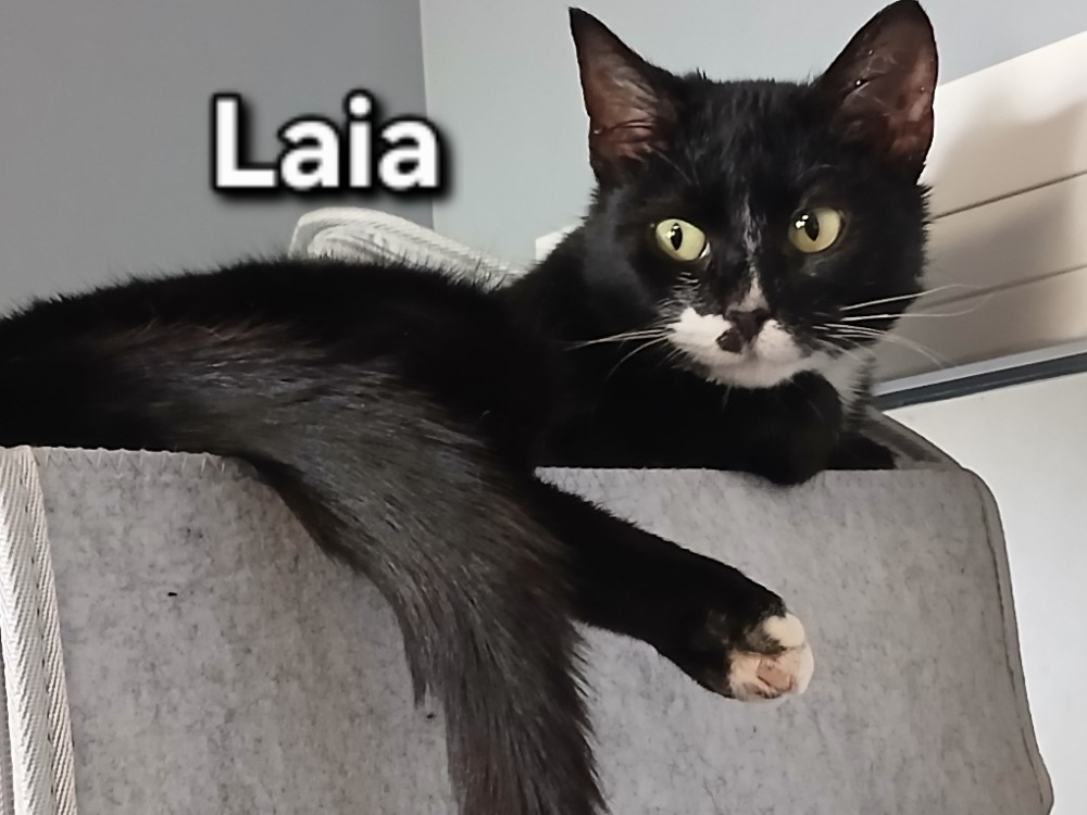 LAIA