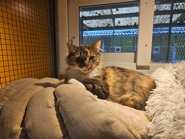 MINETTE A17642