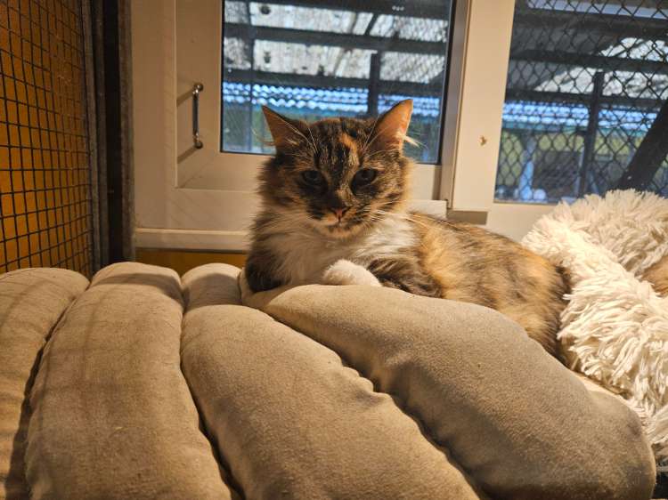 MINETTE A17642