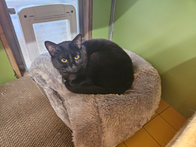 SMOKEY A17646