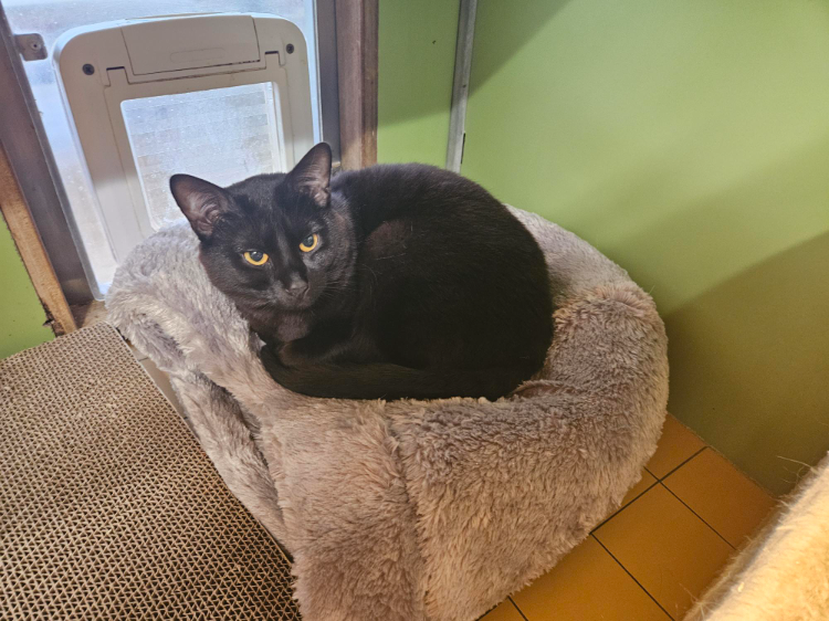SMOKEY A17646