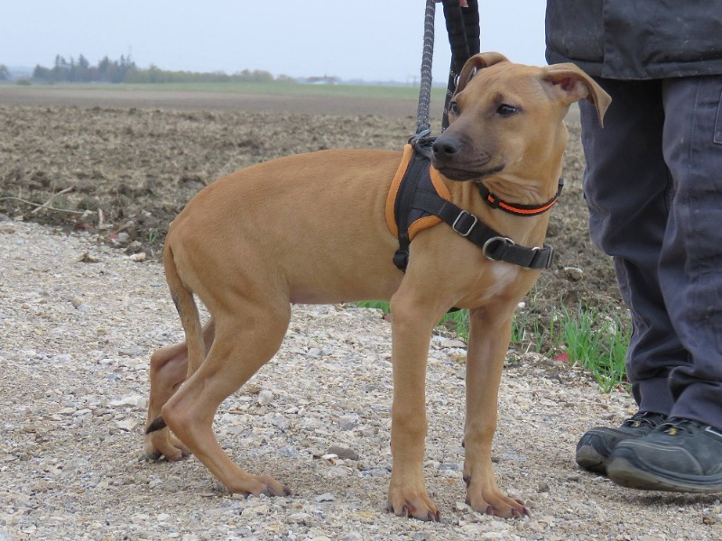MALI