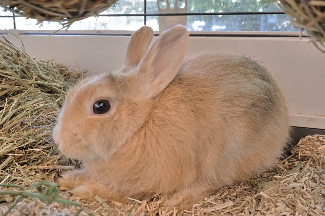 Perlimpinpin