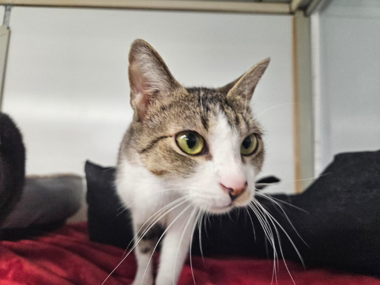 LOLITA A 17632