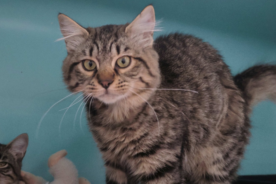 BAMBOU (en cours d’adoption)