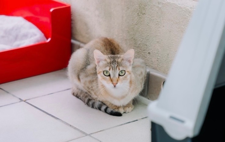 Bayla